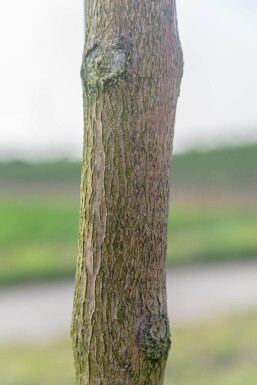 Fraxinus ornus 'Mecsek'