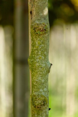 Fraxinus ornus 'Mecsek' kugelförmig 10/12 225cm Stamm