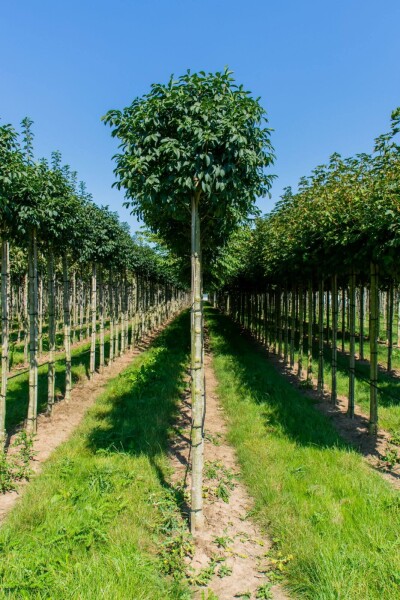 Fraxinus ornus 'Mecsek' kugelförmig