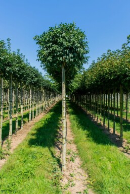 Fraxinus ornus 'Mecsek' kugelförmig 10/12 225cm Stamm