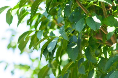 Fraxinus ornus 'Mecsek' kugelförmig 10/12 225cm Stamm