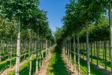 Fraxinus ornus 'Mecsek' kugelförmig 10/12 225cm Stamm