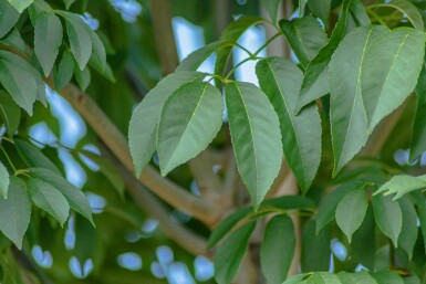 Fraxinus ornus 'Mecsek' kugelförmig 10/12 225cm Stamm