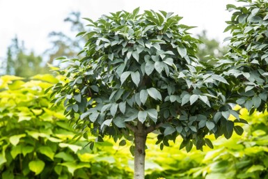 Fraxinus ornus 'Mecsek' kugelförmig 10/12 225cm Stamm