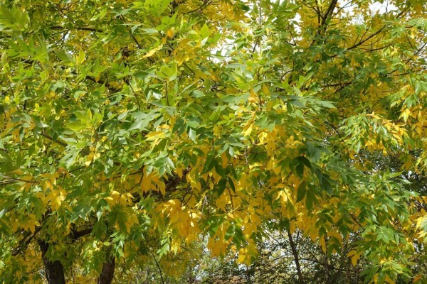 Fraxinus pennsylvanica hoogstam