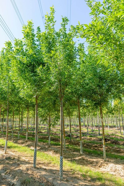 Fraxinus pennsylvanica 'Summit' hoogstam