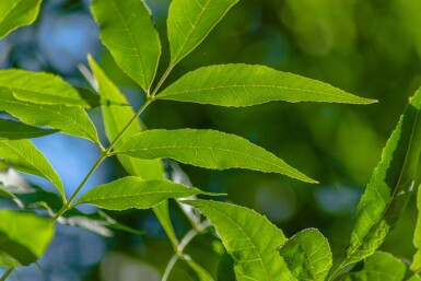 Fraxinus pennsylvanica 'Summit' hochstamm 10/12