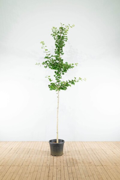 Ginkgo biloba Hochstamm Ginkgo biloba Hochstamm