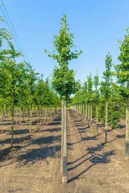 Ginkgo biloba hochstamm 4/6