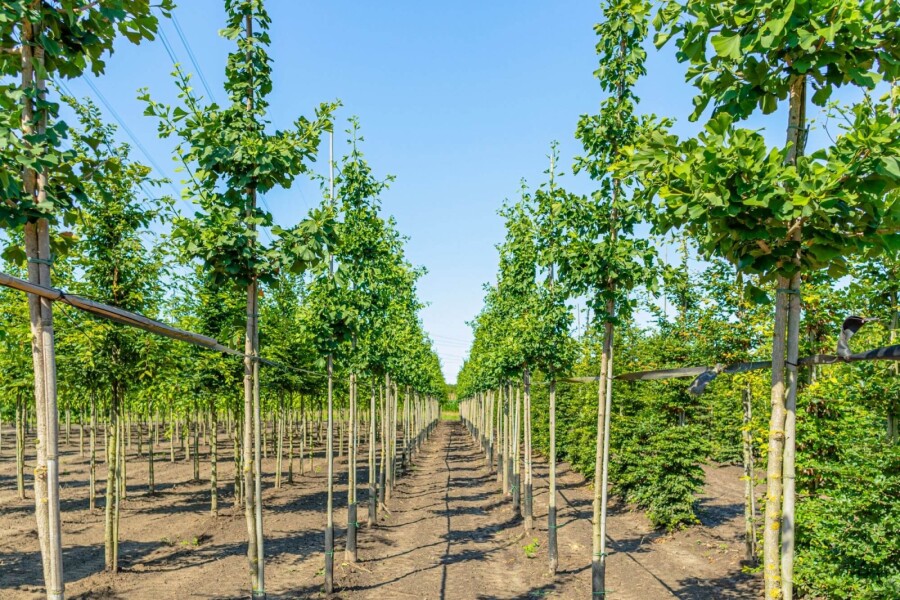 Ginkgo biloba HO 4/6 P/K Ginkgo biloba Hochstamm 4/6