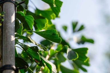 Ginkgo biloba hochstamm 4/6