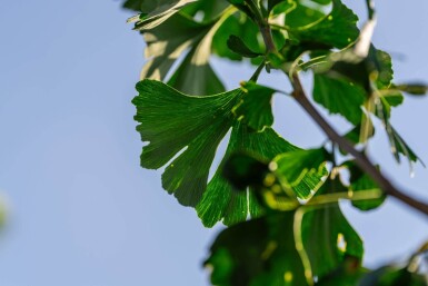 Ginkgo biloba hochstamm 4/6