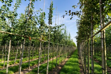 Ginkgo biloba hochstamm 4/6