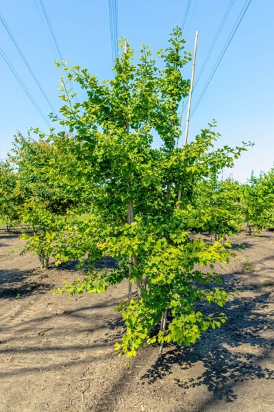 Ginkgo biloba meerstammig