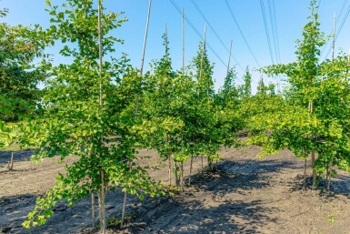 Ginkgo biloba mehrstämmig 200-250