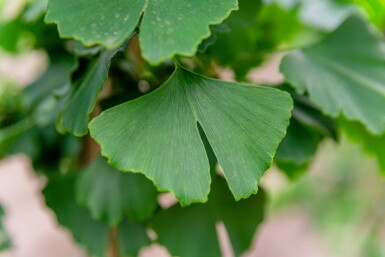 Ginkgo biloba mehrstämmig 200-250