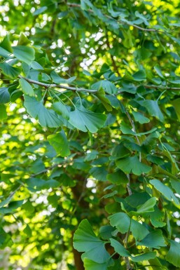 Ginkgo biloba mehrstämmig 200-250