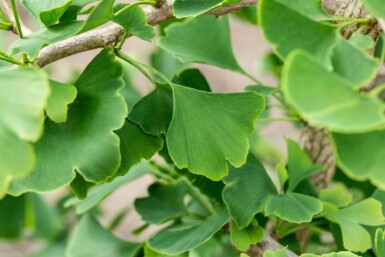 Ginkgo biloba mehrstämmig 200-250