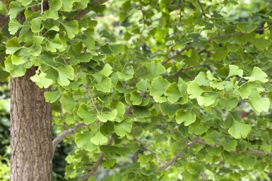 Ginkgo biloba mehrstämmig 200-250