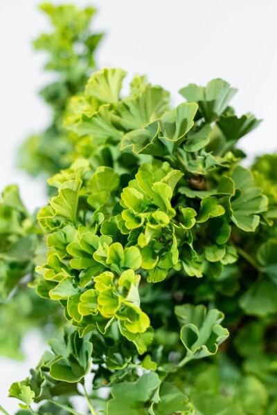 Ginkgo biloba 'Mariken' Ginkgo biloba 'Mariken'