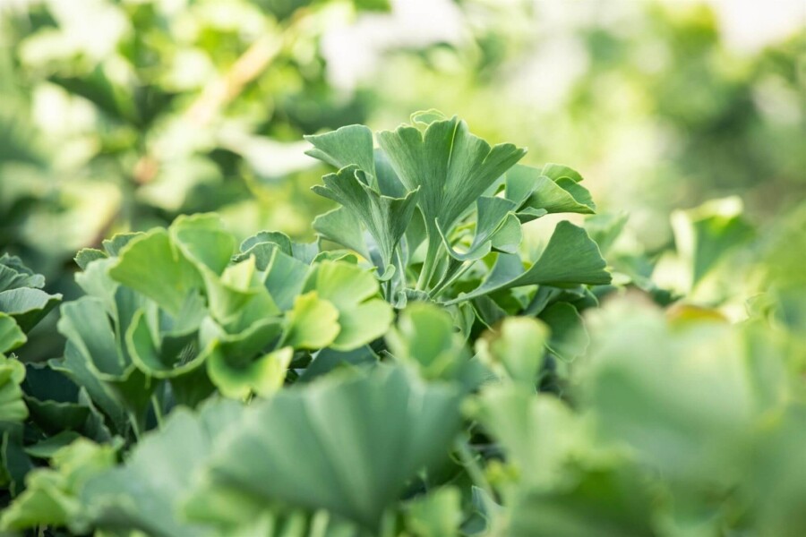 Ginkgo biloba 'Mariken' Ginkgo biloba 'Mariken'