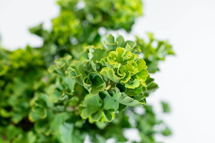 Ginkgo biloba 'Mariken' BO 90 P/K Ginkgo biloba 'Mariken' Kugelförmig 90cm Stamm