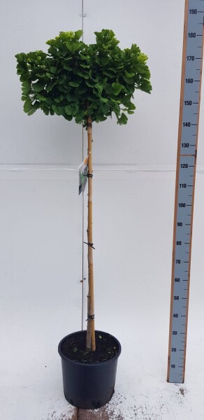 Ginkgo biloba 'Mariken' kugelförmig