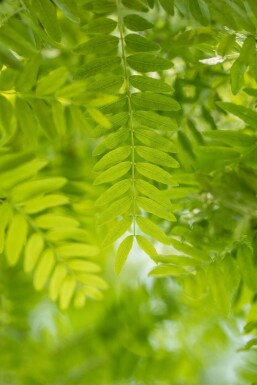 Gleditsia triacanthos Gleditsia triacanthos