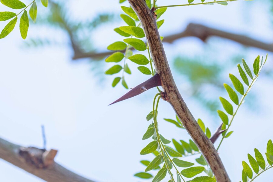Gleditsia triacanthos Gleditsia triacanthos