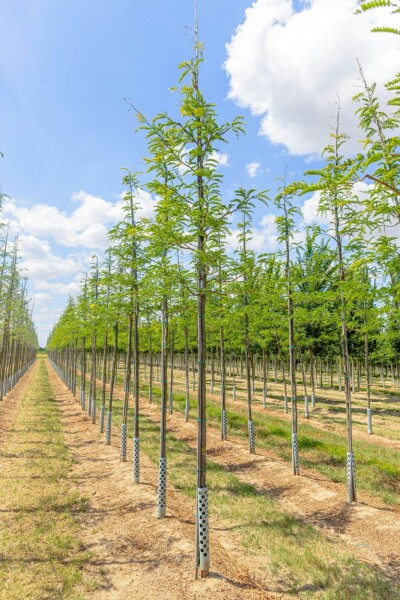 Gleditsia triacanthos hoogstam Gleditsia triacanthos hoogstam