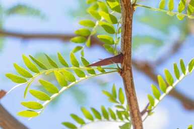 Gleditsia triacanthos HO 10/12 P/K Gleditsia triacanthos Hochstamm 10/12