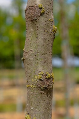 Gleditsia triacanthos ME 200-250 P/K Gleditsia triacanthos Mehrstämmig 200-250