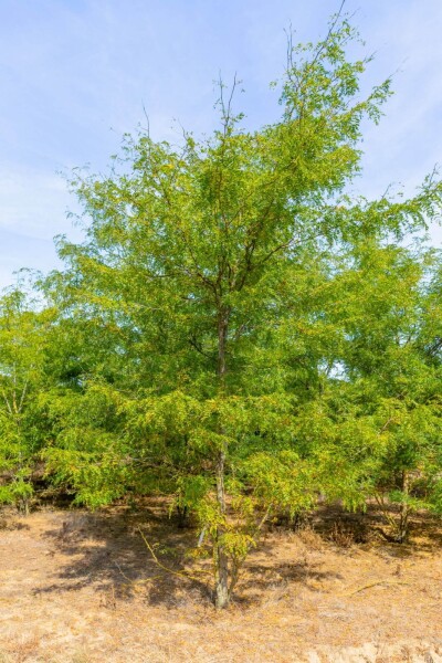Gleditsia triacanthos meerstammig Gleditsia triacanthos meerstammig