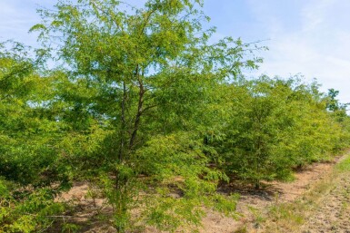 Gleditsia triacanthos ME 200-250 P/K Gleditsia triacanthos Mehrstämmig 200-250