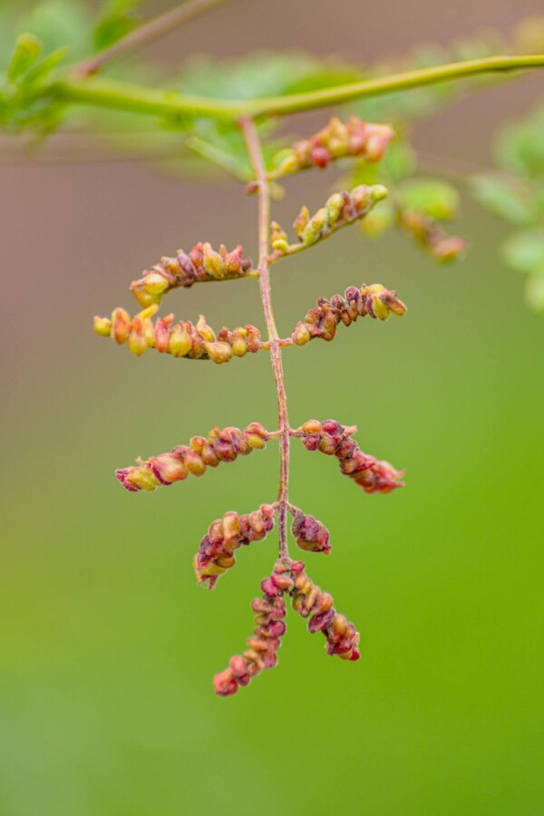 Gleditsia triacanthos f. inermis Gleditsia triacanthos f. inermis