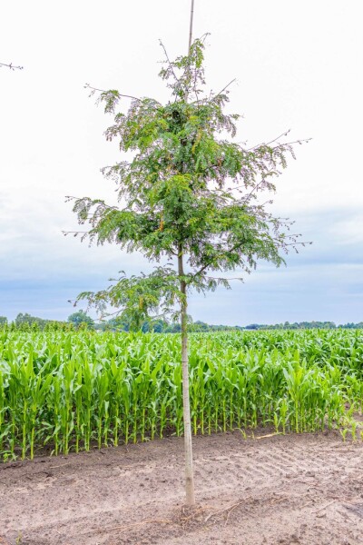 Gleditsia triacanthos f. inermis Gleditsia triacanthos f. inermis