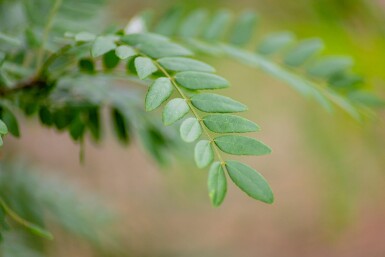 Gleditsia triacanthos f. inermis