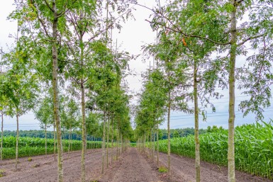 Gleditsia triacanthos f. inermis hochstamm 10/12