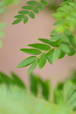 Gleditsia triacanthos f. inermis hochstamm 10/12