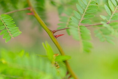 Gleditsia triacanthos f. inermis hochstamm 10/12