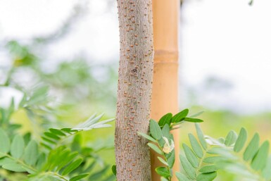 Gleditsia triacanthos f. inermis hochstamm 10/12