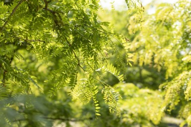 Gleditsia triacanthos f. inermis hochstamm 10/12