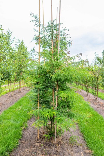 Gleditsia triacanthos f. inermis Mehrstämmig Gleditsia triacanthos f. inermis Mehrstämmig