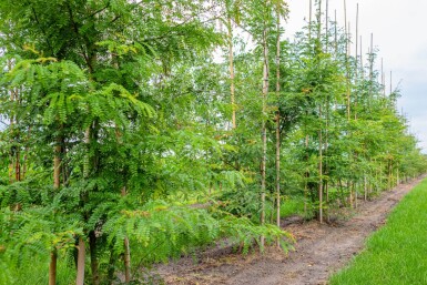 Gleditsia triacanthos f. inermis mehrstämmig 200-250