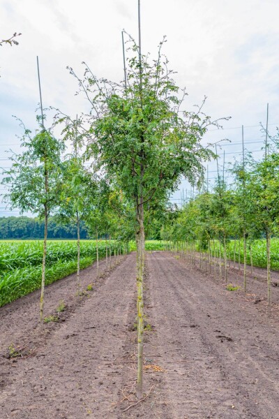 Gleditsia triacanthos 'Skyline' Gleditsia triacanthos 'Skyline'