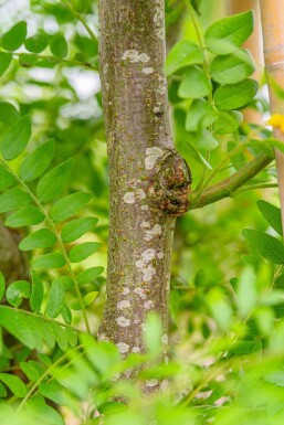 Gleditsia triacanthos 'Skyline'