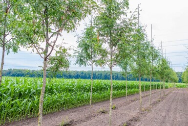 Gleditsia triacanthos 'Skyline' hochstamm 10/12