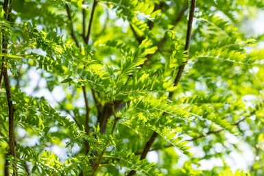 Gleditsia triacanthos 'Skyline' hochstamm 10/12