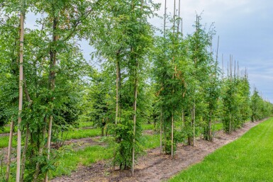 Gleditsia triacanthos 'Skyline' mehrstämmig 200-250