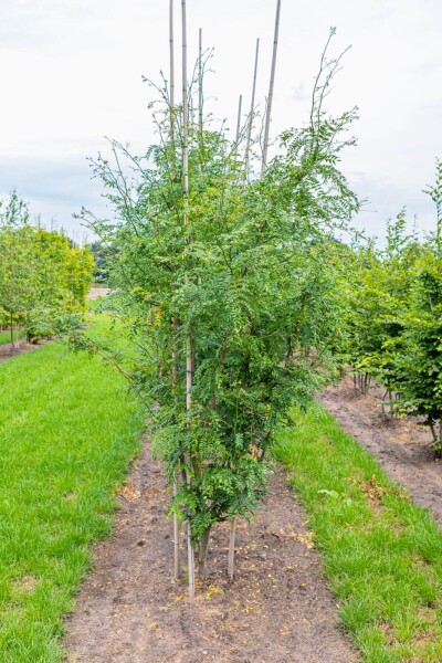 Gleditsia triacanthos 'Skyline' meerstammig